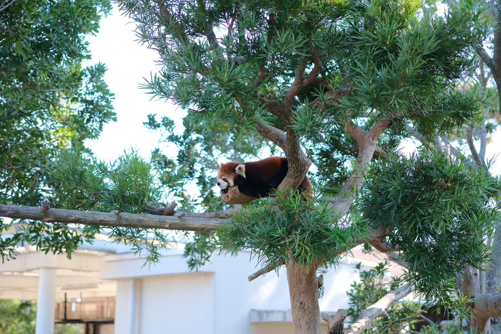 レッサーパンダ