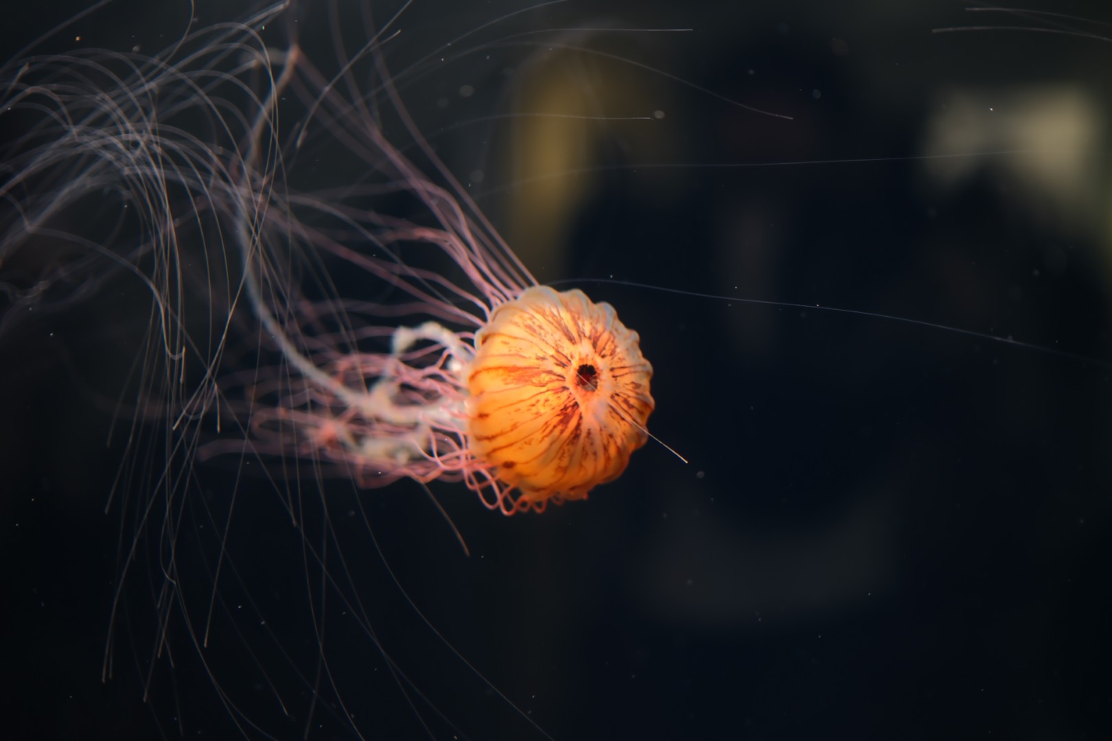 葛西臨海公園のクラゲ